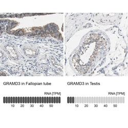 GRAMD3 Antibody, Novus Biologicals:Antibodies:Primary Antibodies